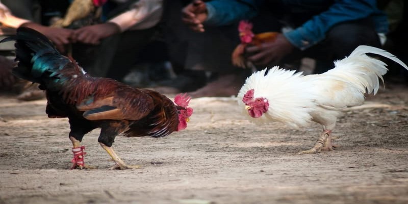 Luật chơi đá gà đòn thomo