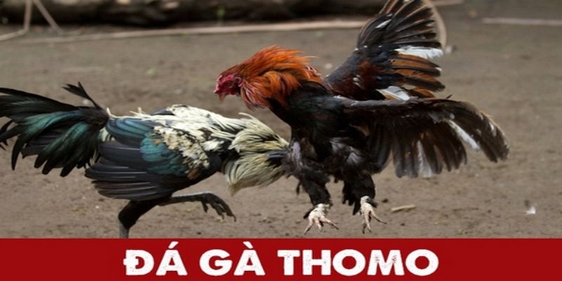 Tổng quan về đá gà đòn thomo