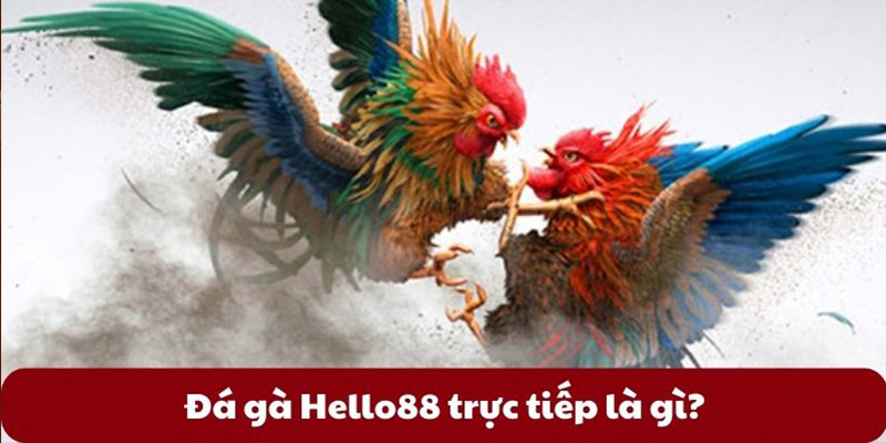 Những điểm độc đáo, ấn tượng khi tham gia đá gà hello88